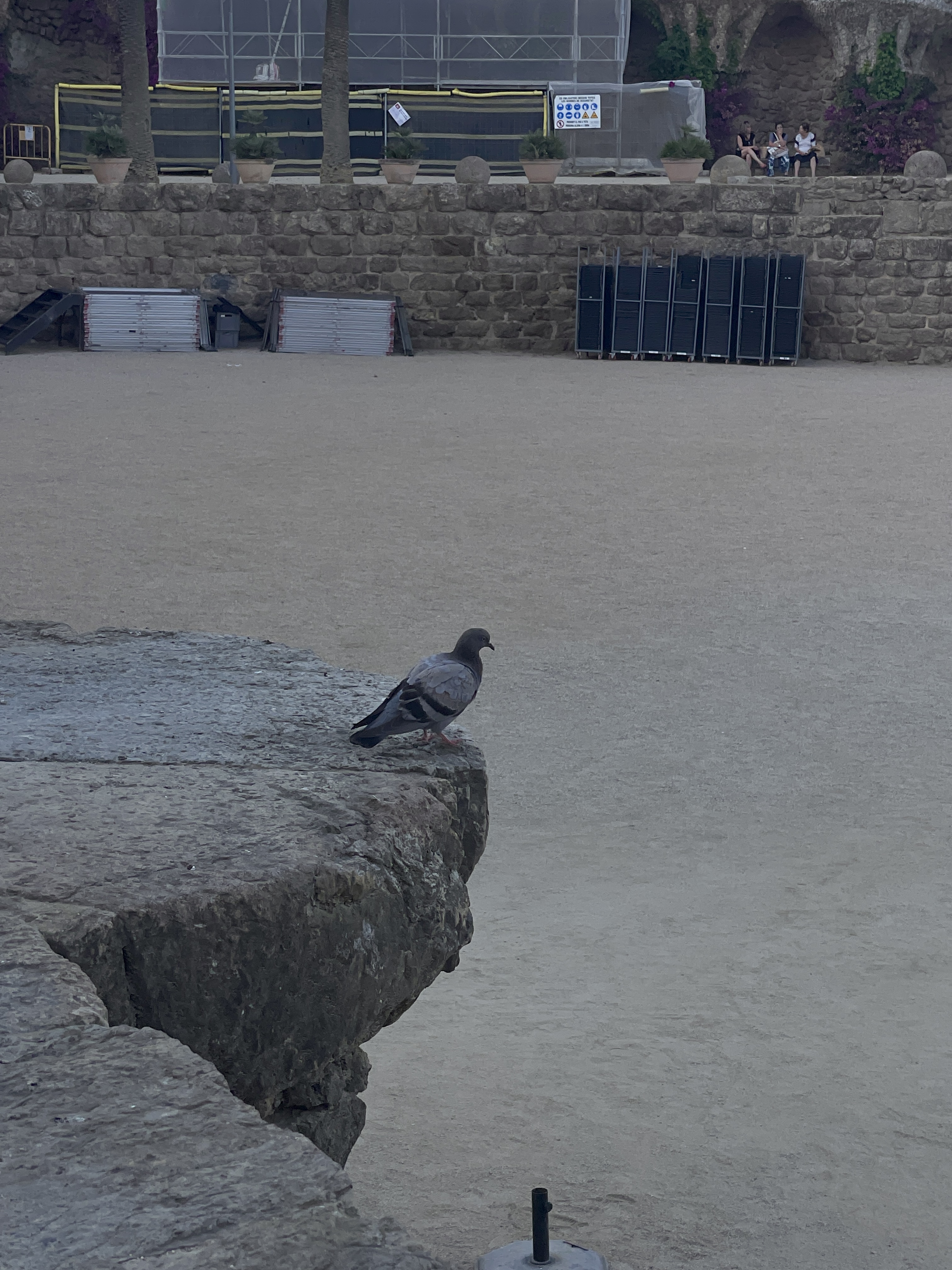 pigeon by the ledge