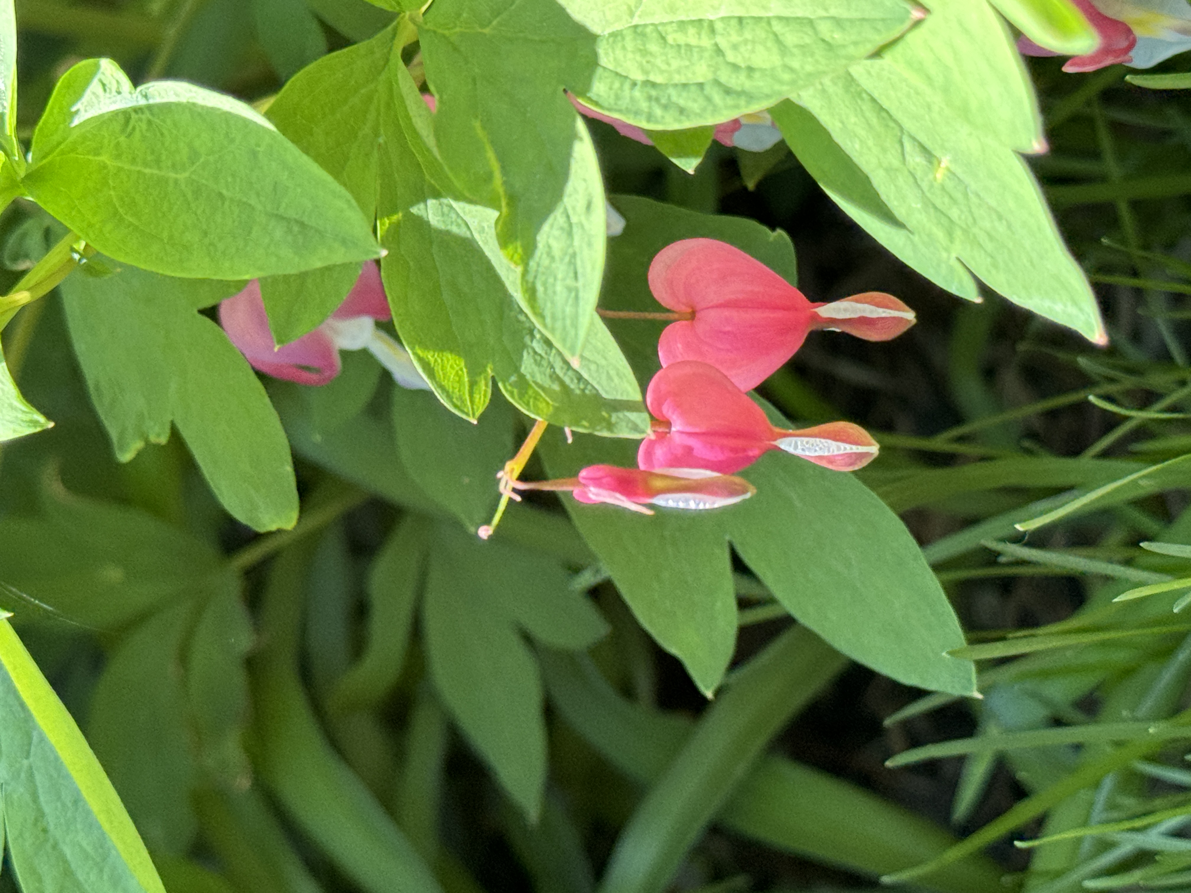 pink bleeding hearts