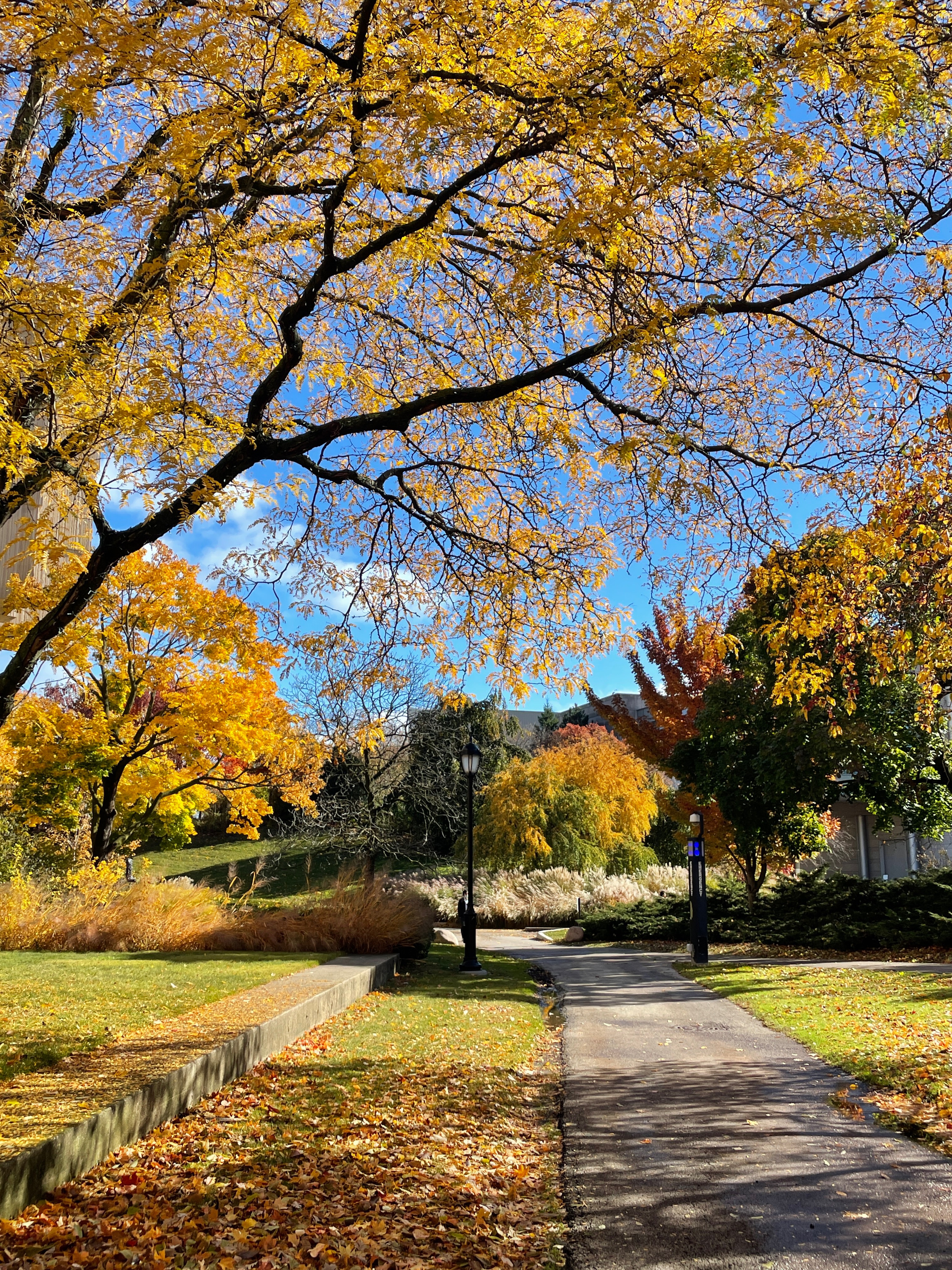 campus during fall - yellow