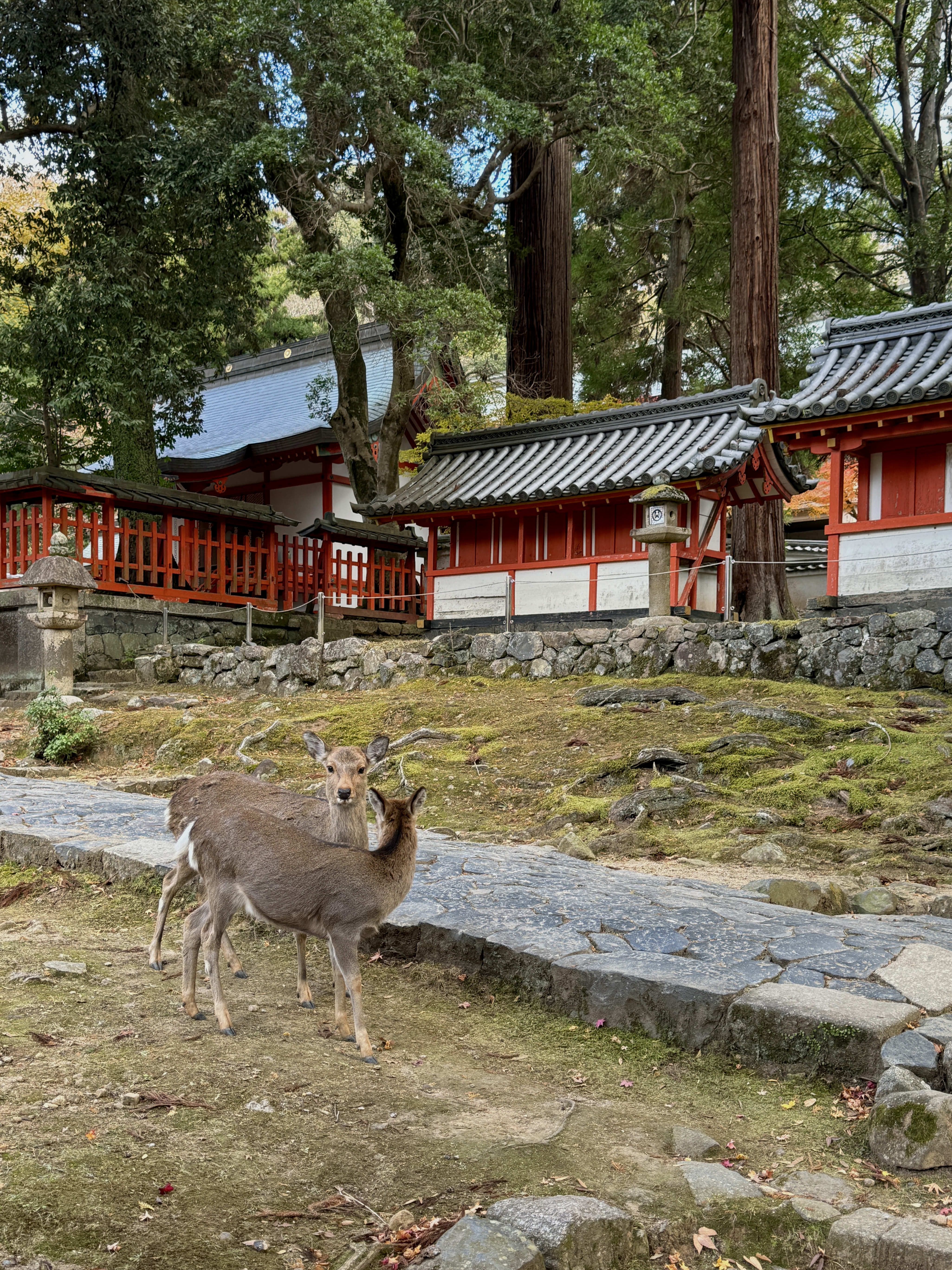 woman petting deer