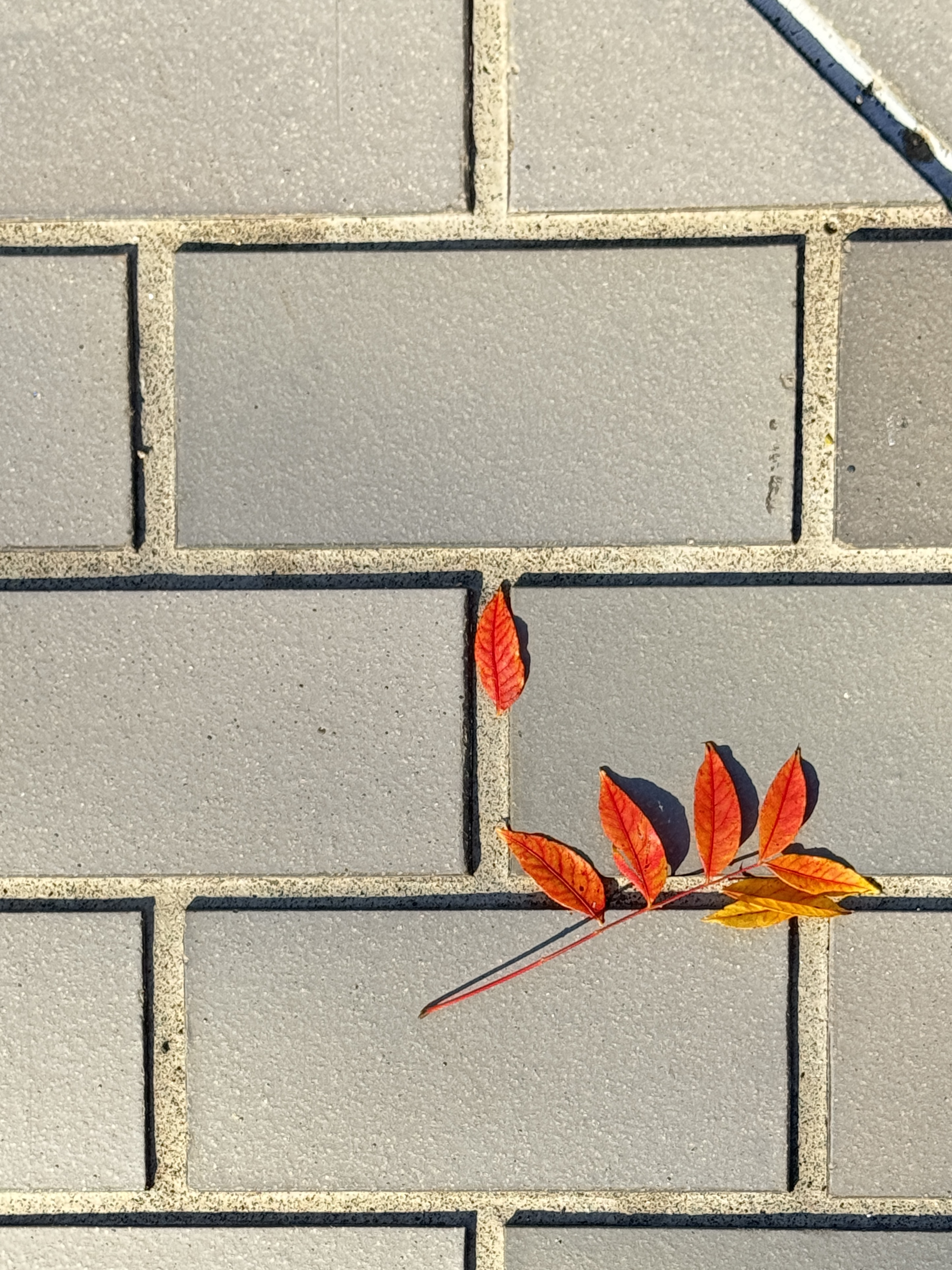 red leaves on the ground
