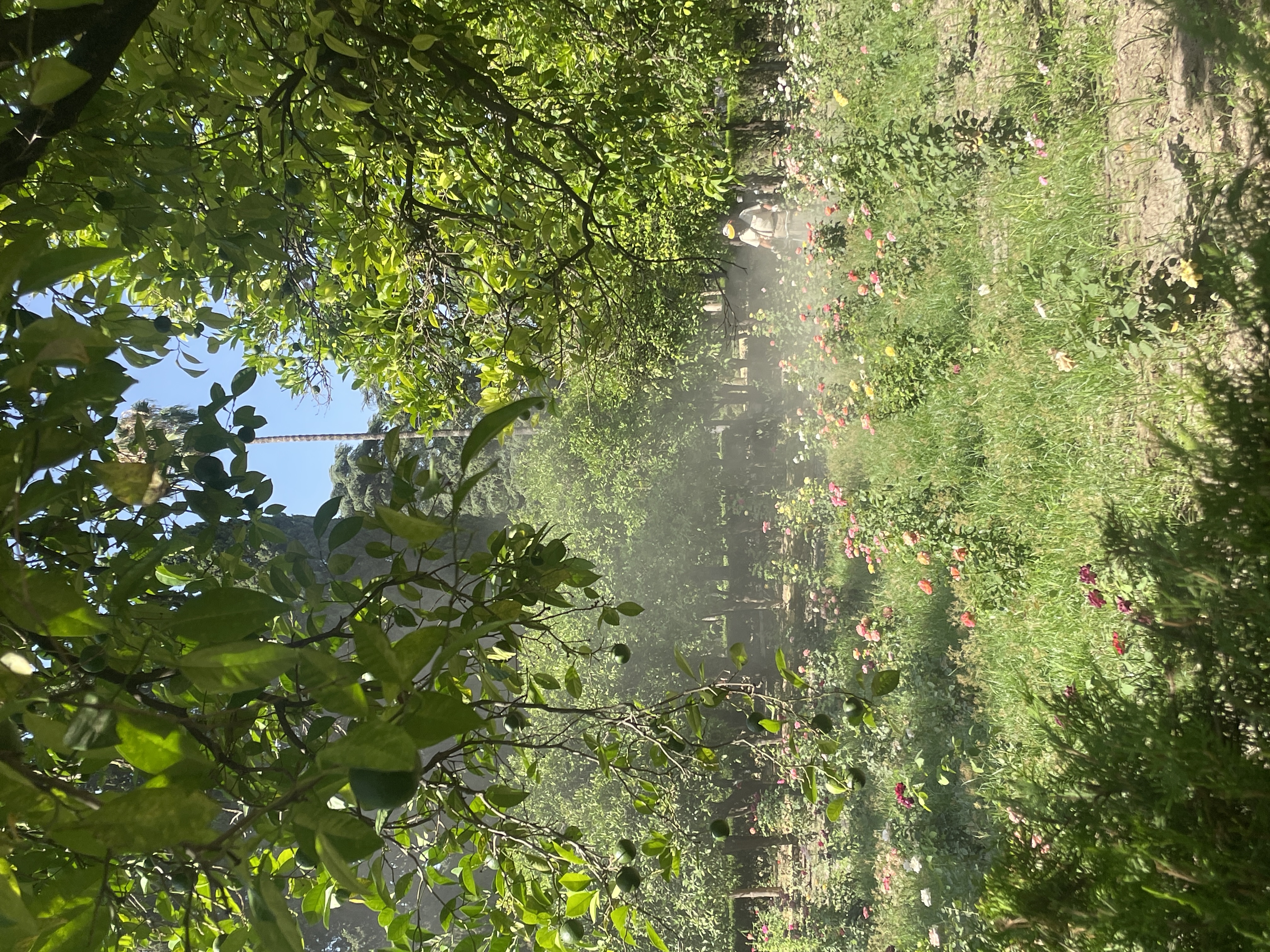 Royal Alcaraz rose garden