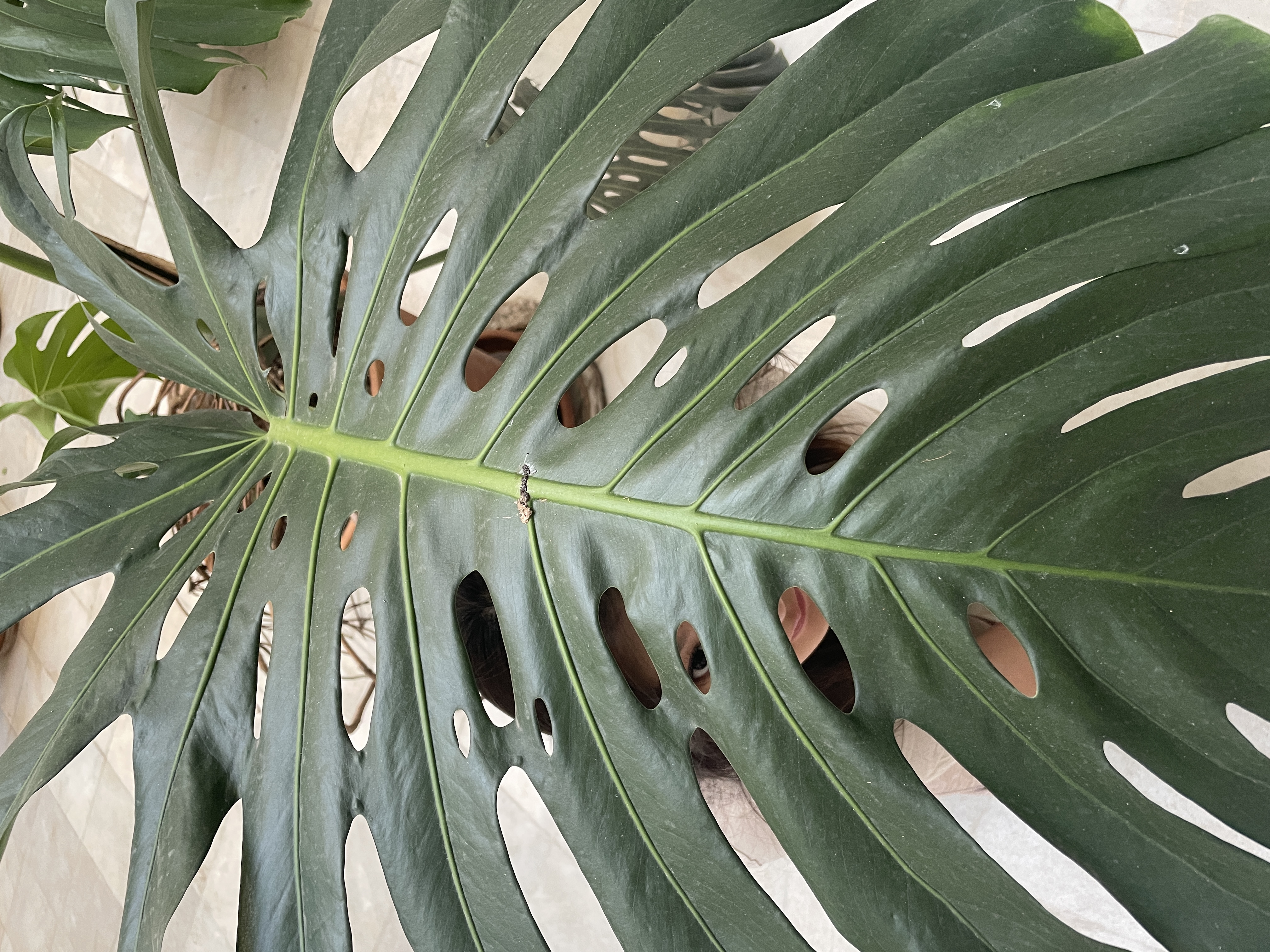 esther through monstera leaf