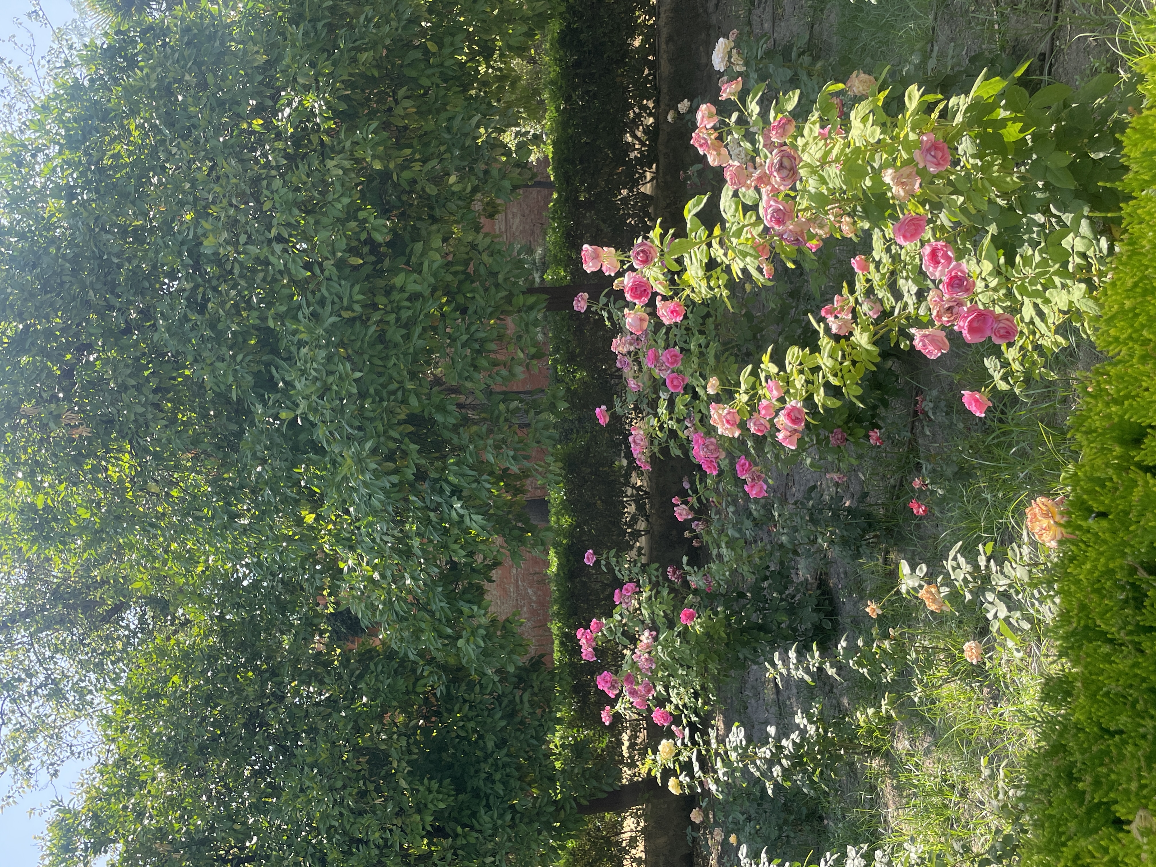 Royal Alcaraz rose garden