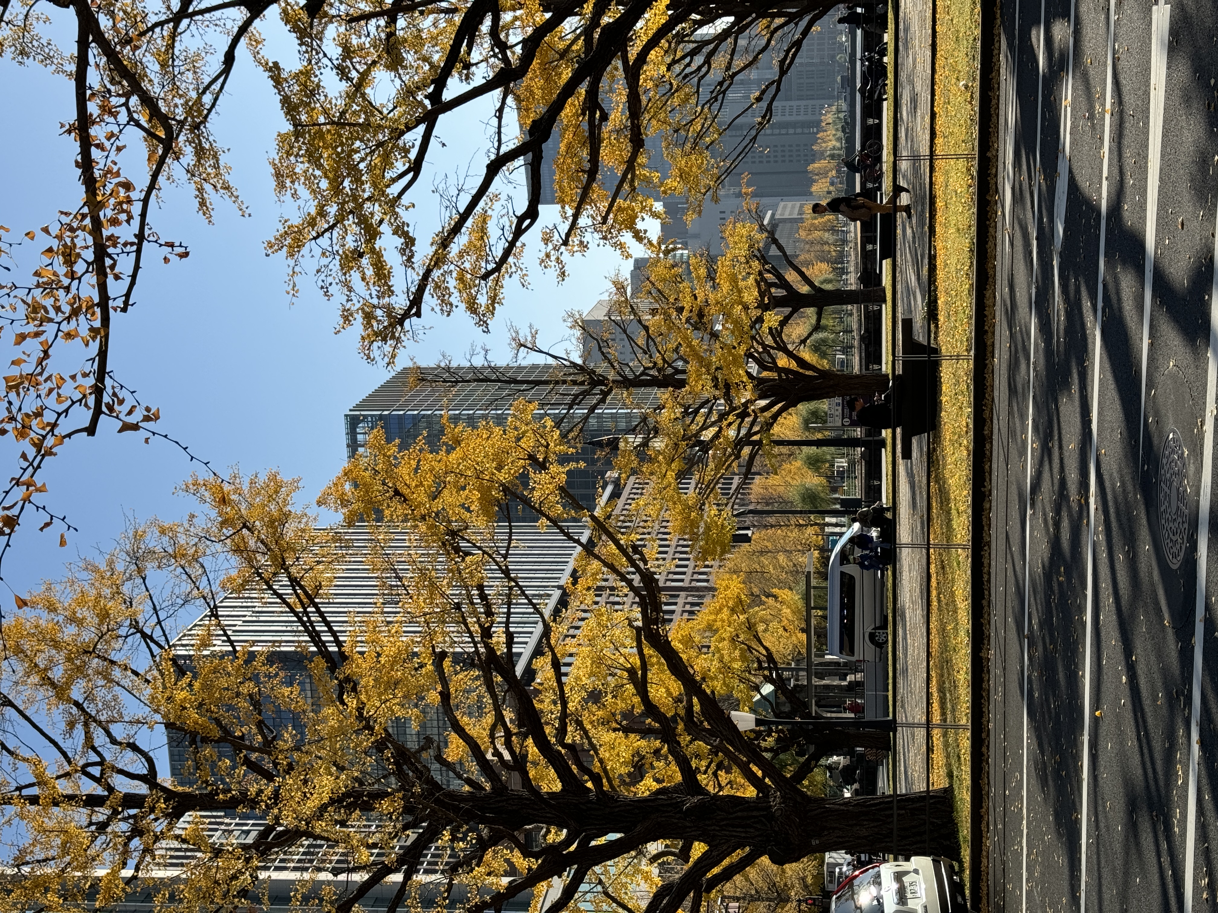 ginkgo trees around Tokyo Imperial Palace