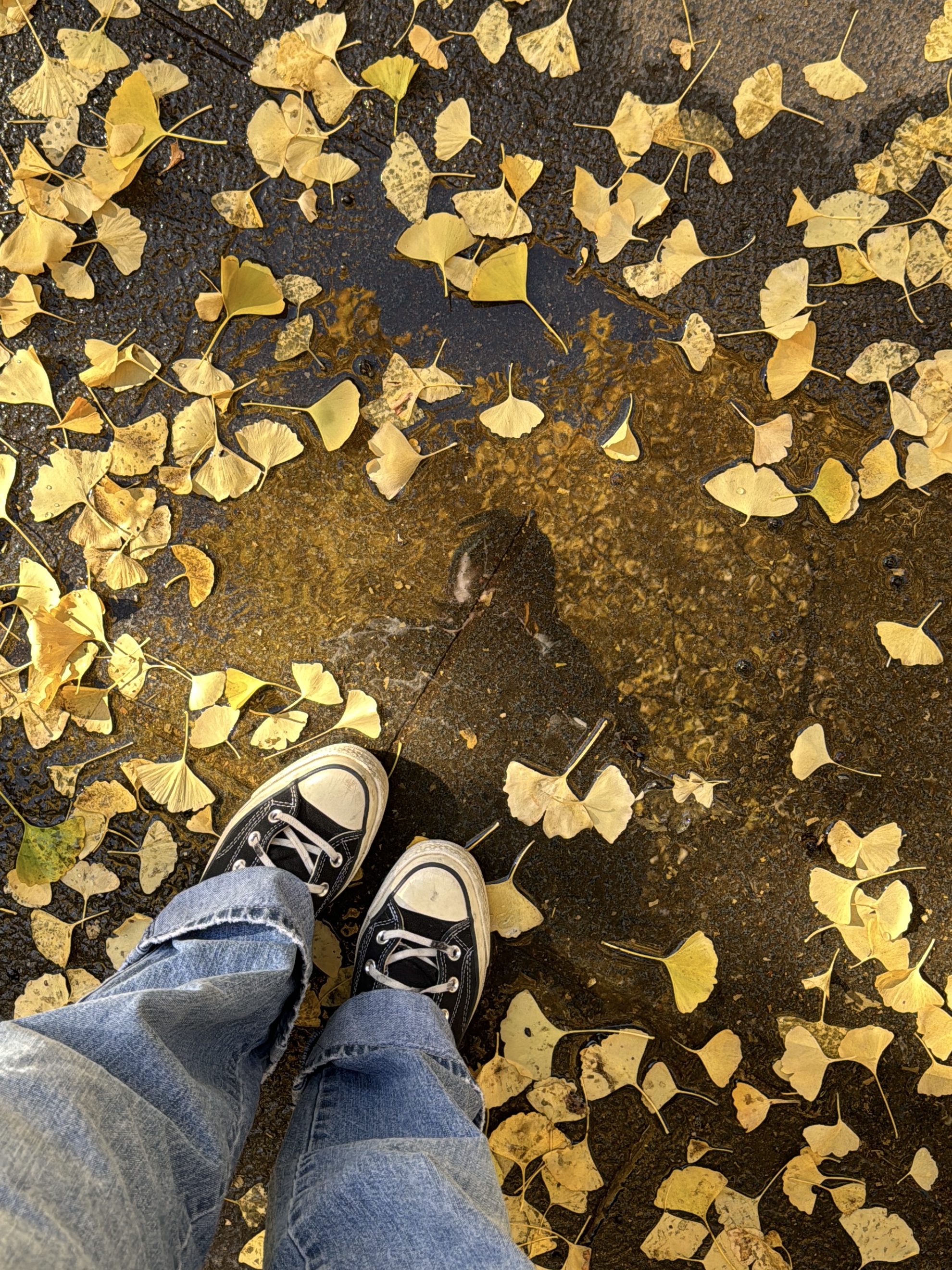 ginkgo leaves in a puddle