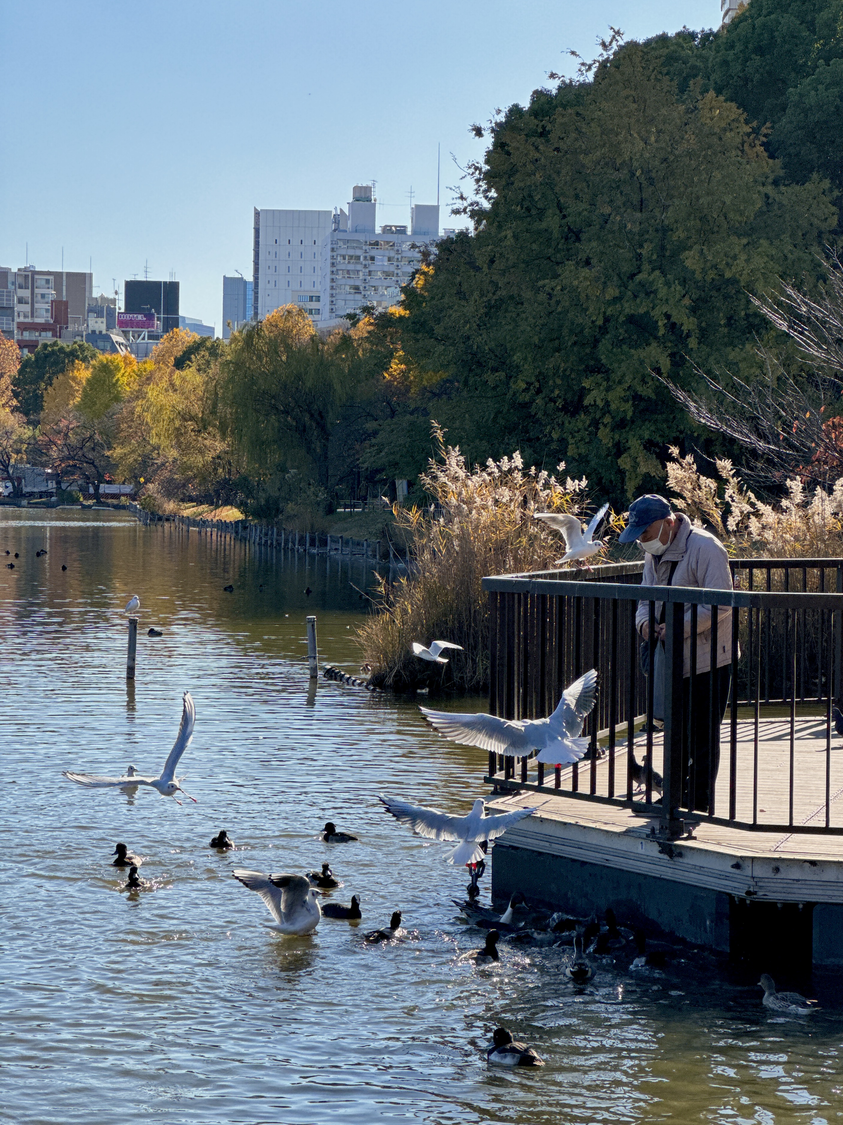 man feeding birds