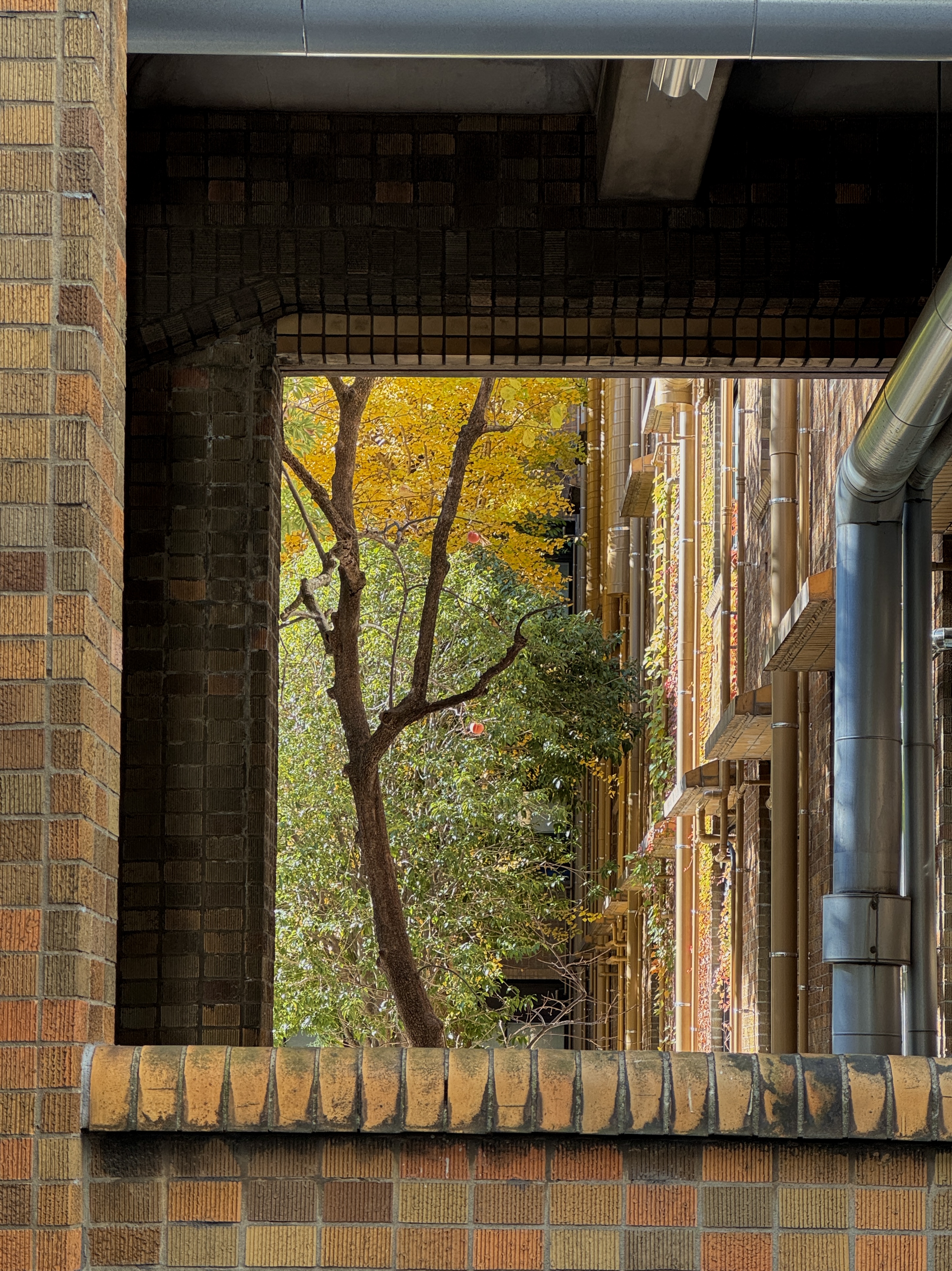 apple tree through a window aperture