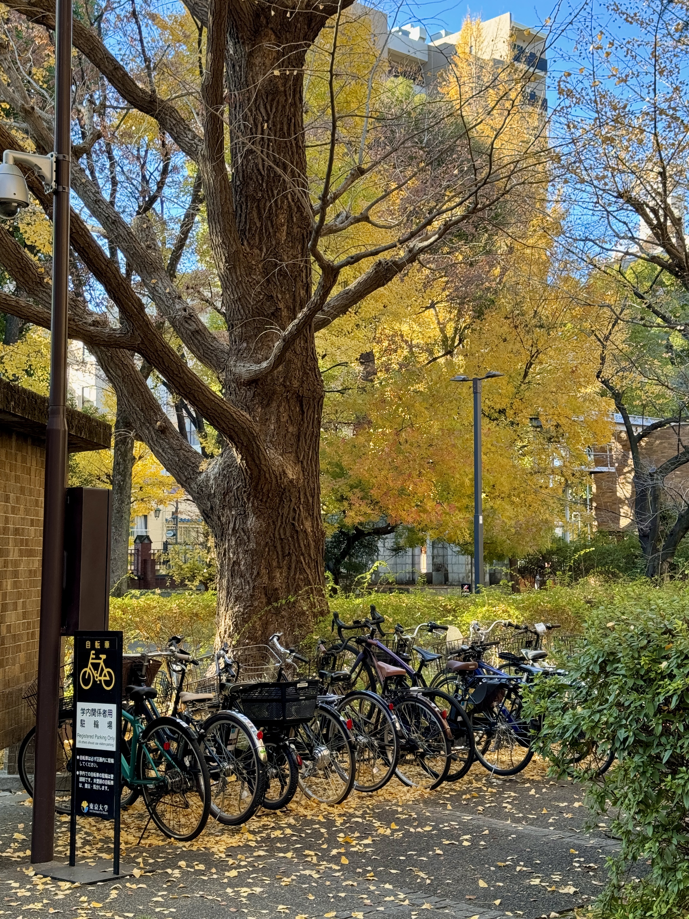 Tokyo University bike rack